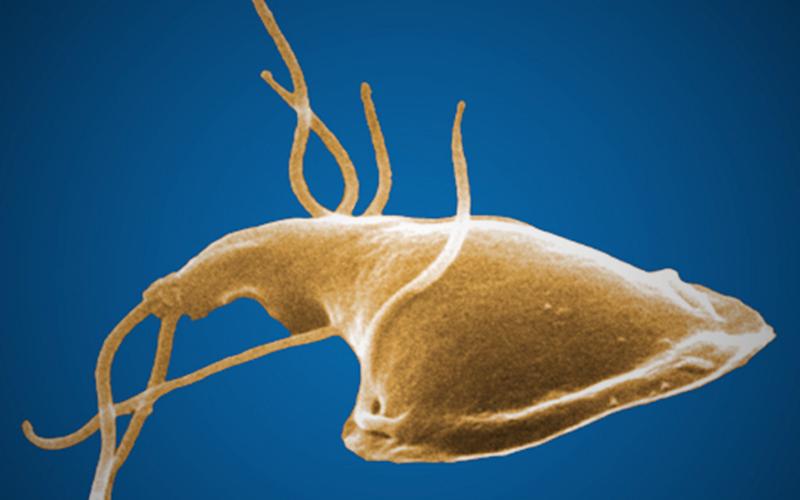 Giardia