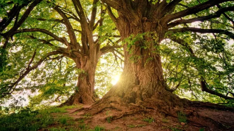 A importância das árvores na nossa vida