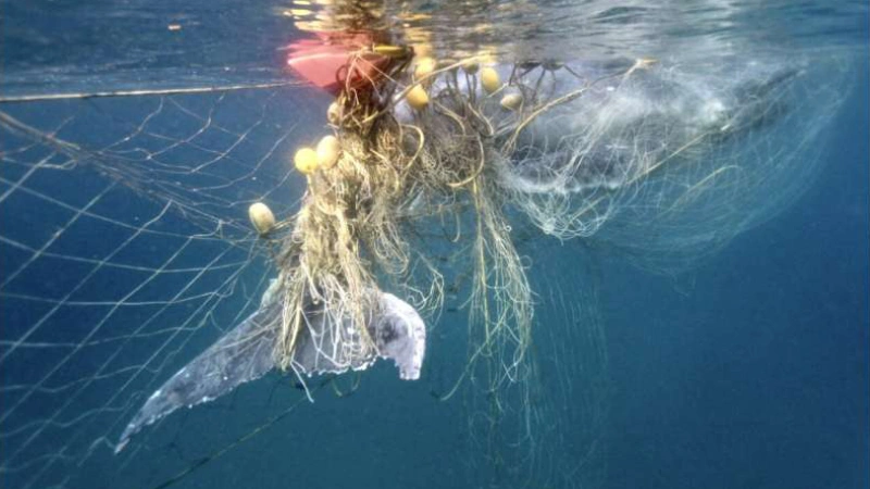 O uso insustentável dos oceanos