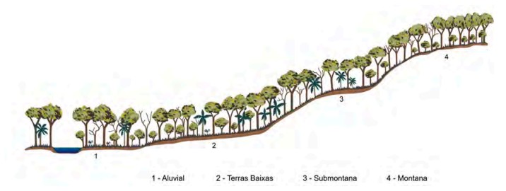 Perfil esquemático da Floresta Estacional Semidecidual