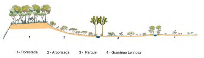 Perfil esquemático da Savana Gramíneo-Lenhosa