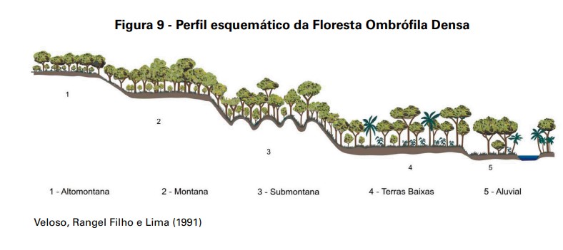 Perfil esquemático da vegetação de Floresta Ombrófila Densa