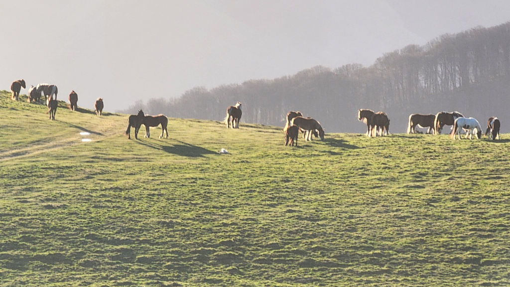 Animais ao longo do Caminho de Santiago de Compostela - Respeite os animais - Leave No Trace