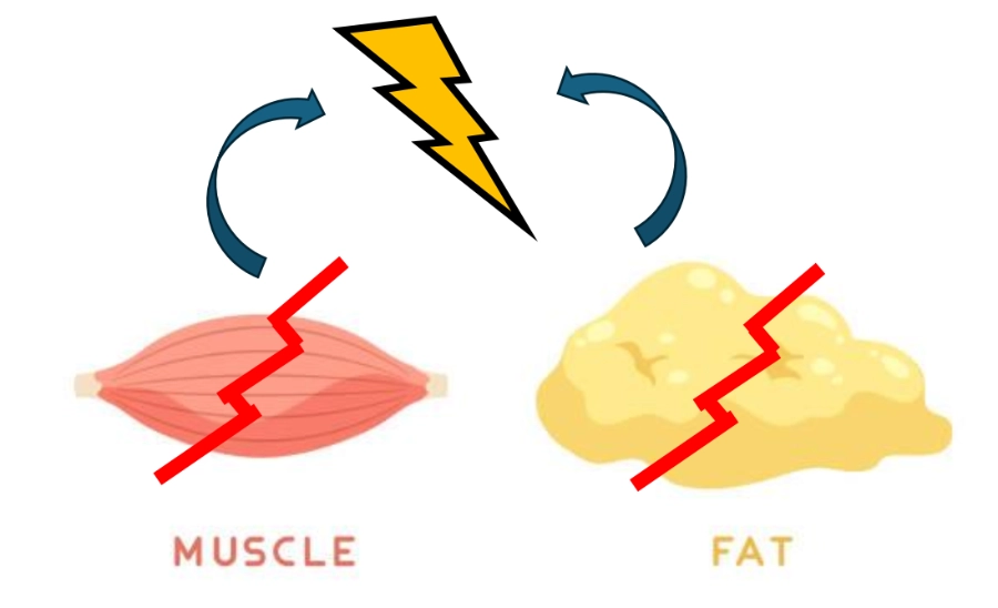 Muscle vs. fat - low-carb diet
