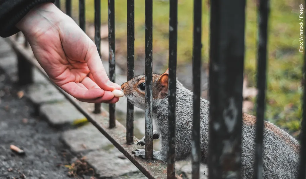 Alimentação indevida de animais silvestres em centros urbanos