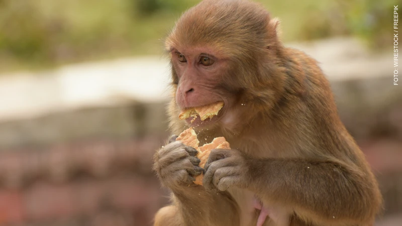 O impacto da alimentação de animais silvestres