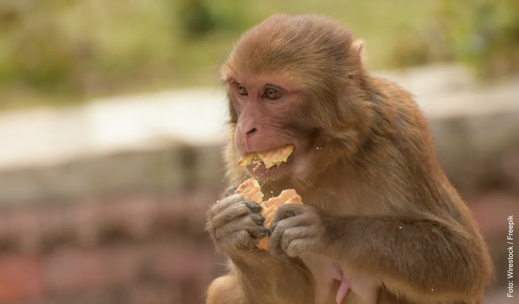 Macaco comendo um biscoito