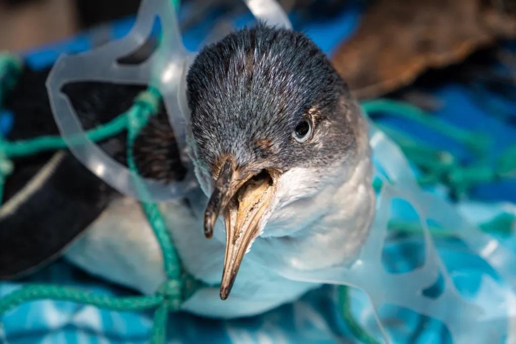 Impacto do lixo dos oceanos na vida marinha