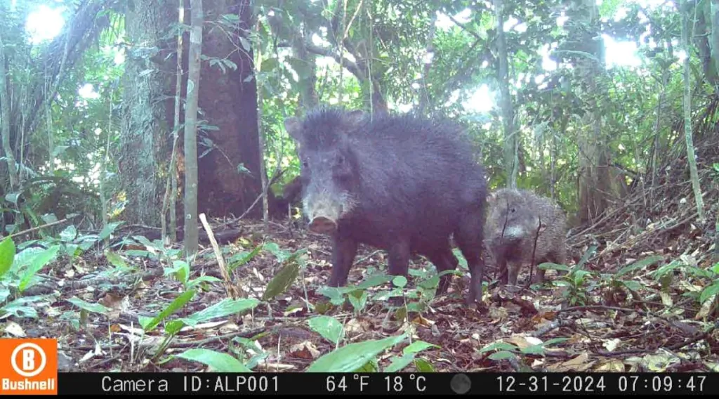Câmera implementada pelo Caminho da Mata Atlântica