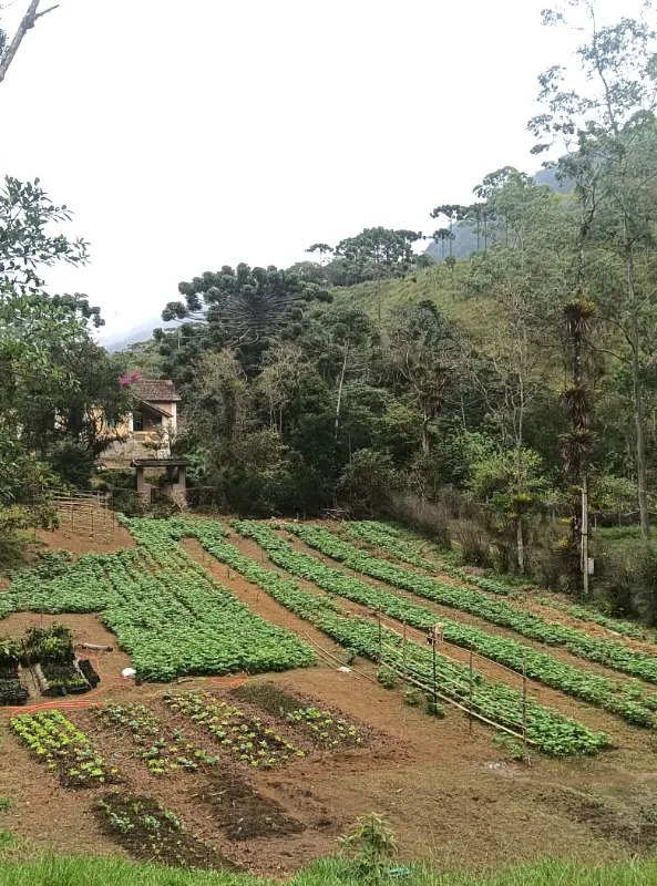Agrofloresta no Centro de Treinamento Gear Tips