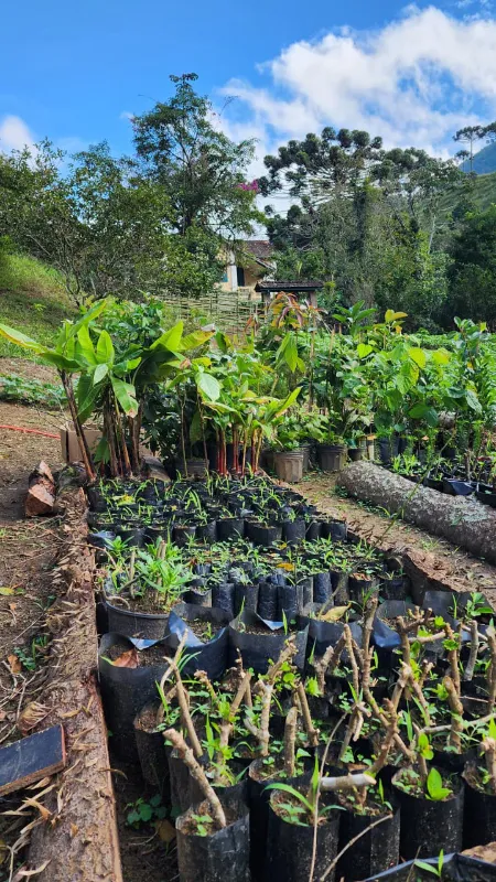 Agrofloresta no Centro de Treinamento Gear Tips