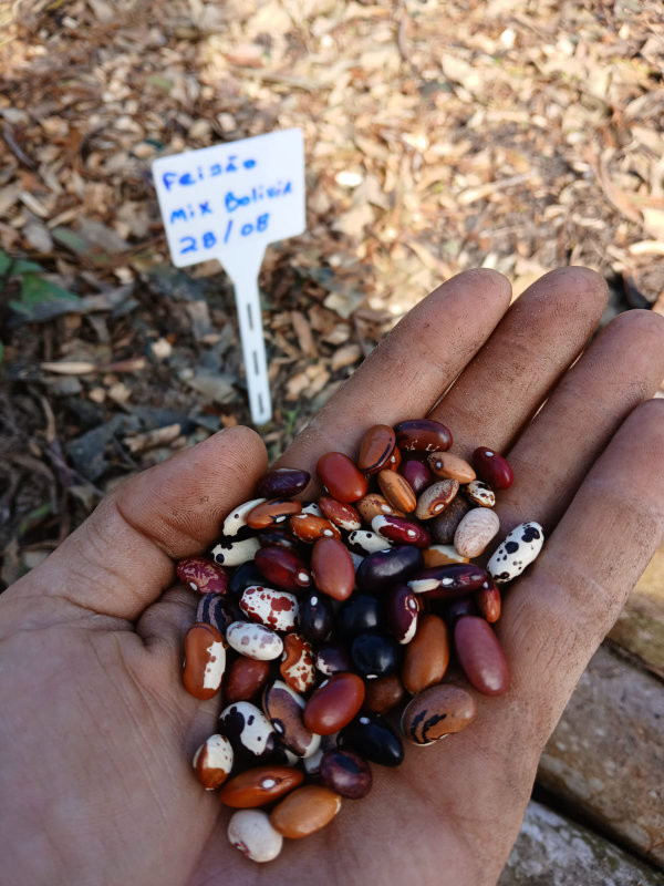 Sítio Joaninhas preserva sementes mais de 1.500 variedades de feijão