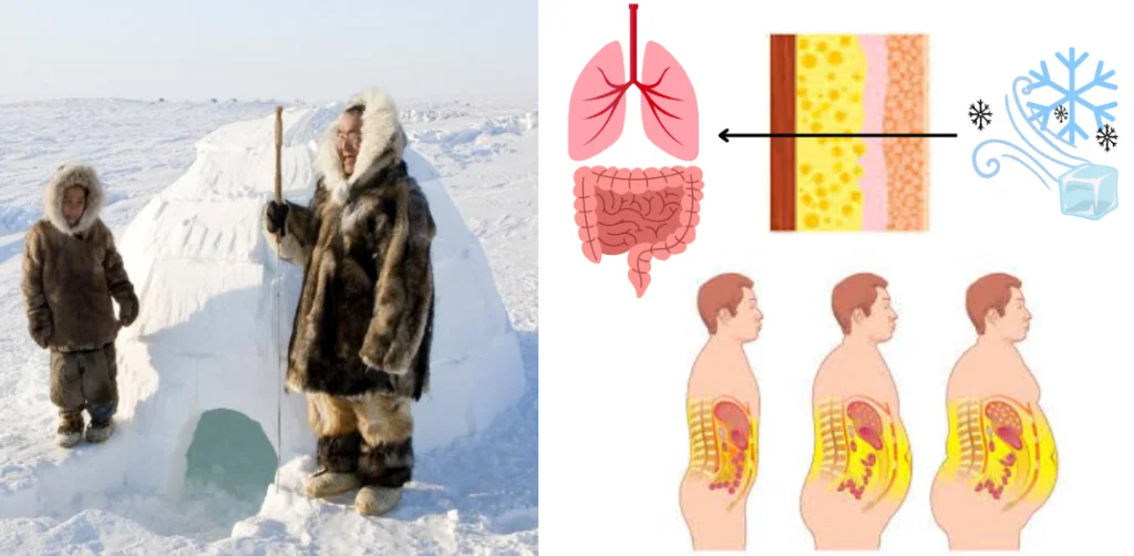 Frio e a gordura corporal